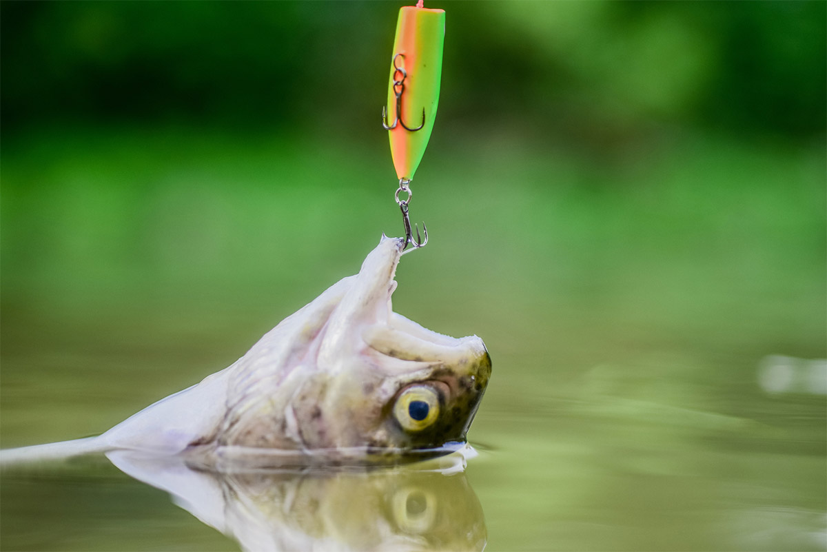 Fish Caught by Lure