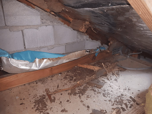 Structural Damage Caused By Termites