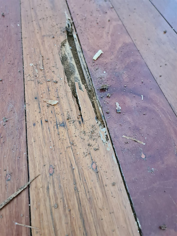 Termite Damage Timber Flooring