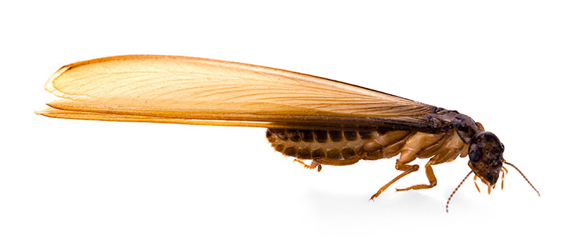 Winged Termite Alate Nymphs