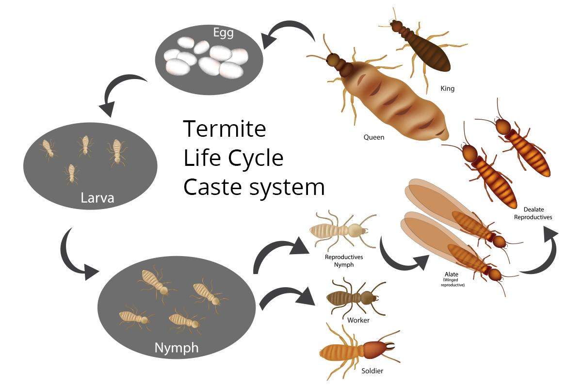 Termite Swarmers Season
